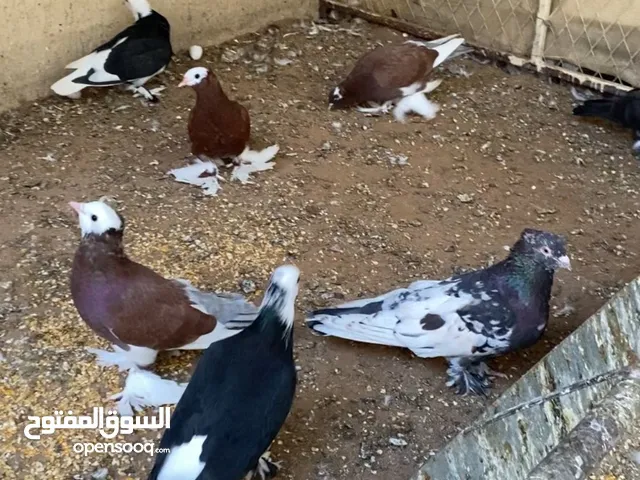 حمام زينه إيراني