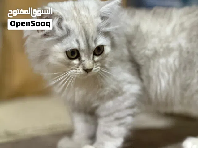 قطة لعوبة ومتعلمةلتر بوكس