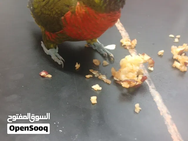 لوري لعبه زيتوني
