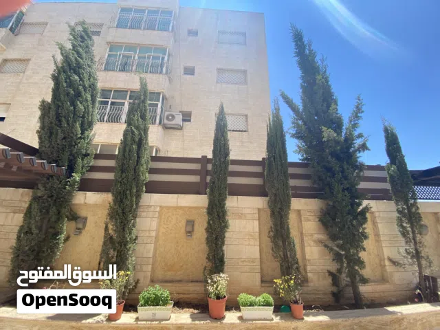شجر سرو إيطالي