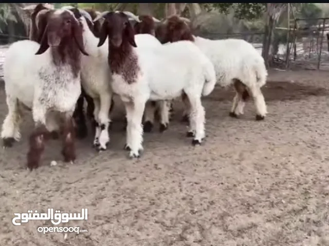 8 جذعان للبيع