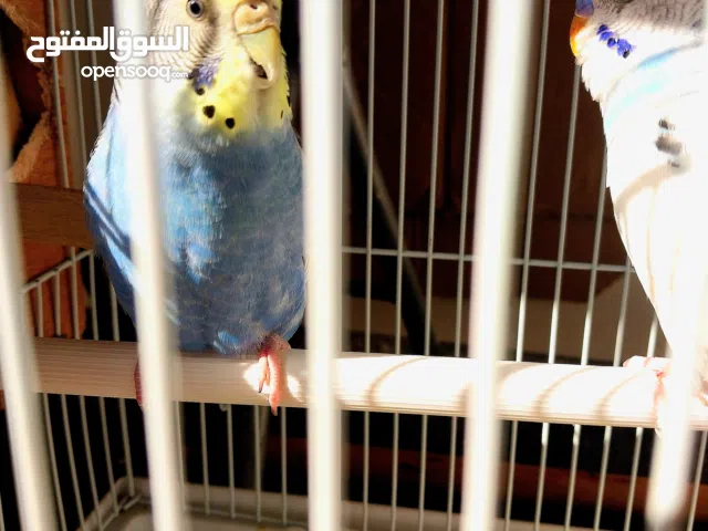 زوج بادجى مع القفص والبياضه