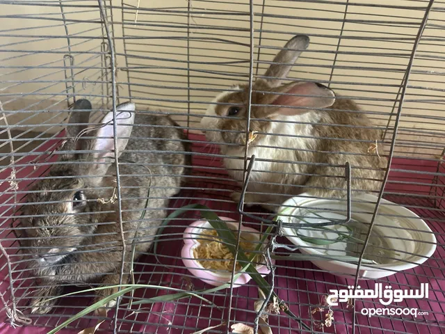 ارنب هولدي للبيع