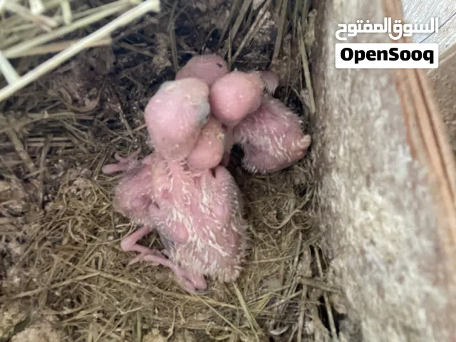روز ابيض لترويض