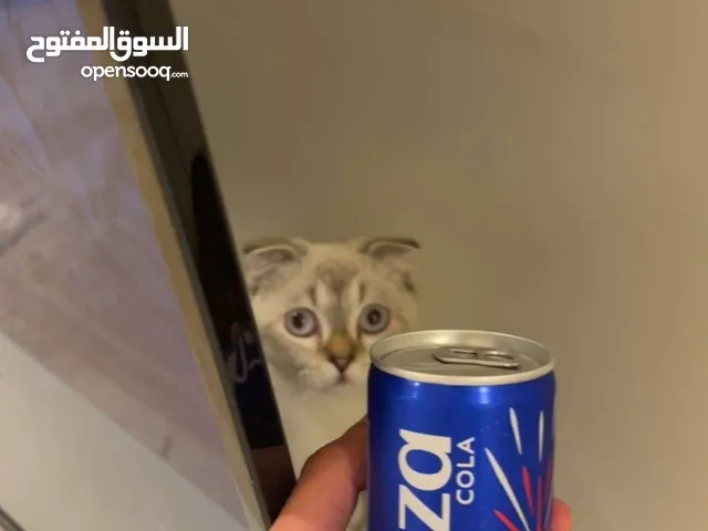 سكوش فولد.