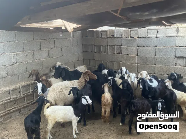 السعي لبيع