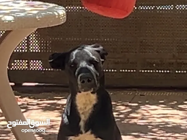 كلب بيتبول ؏ كينق كورسو العمر3 اشهر و 17 يوم