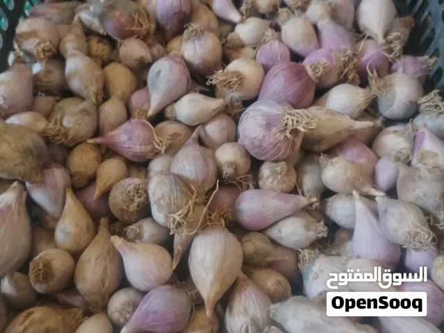 الثوم ذكر عماني