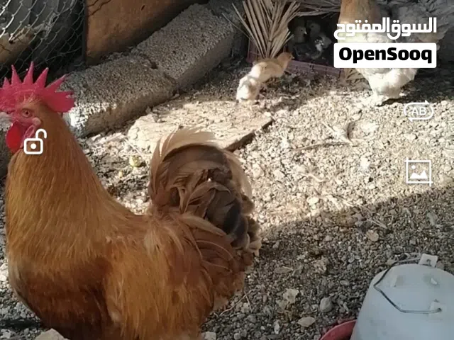 طيور متنوعه وأعمار متفاوته وأسعار سهله