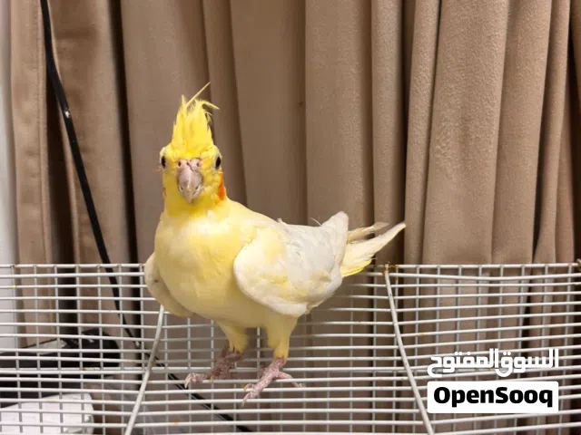 ببغاء ذكر كوكتيل لاتينو عمر سنه و 4 اشهر