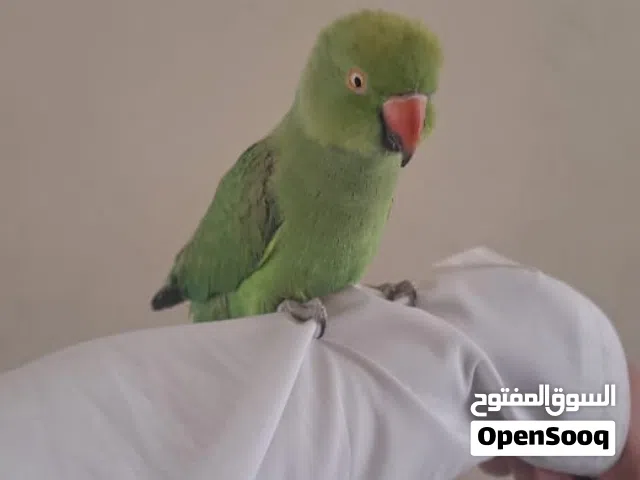 ببغاء درة هندية اخضر