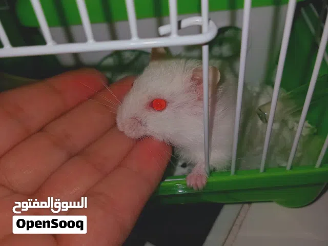هامستر روسي عيون حمره للبيع