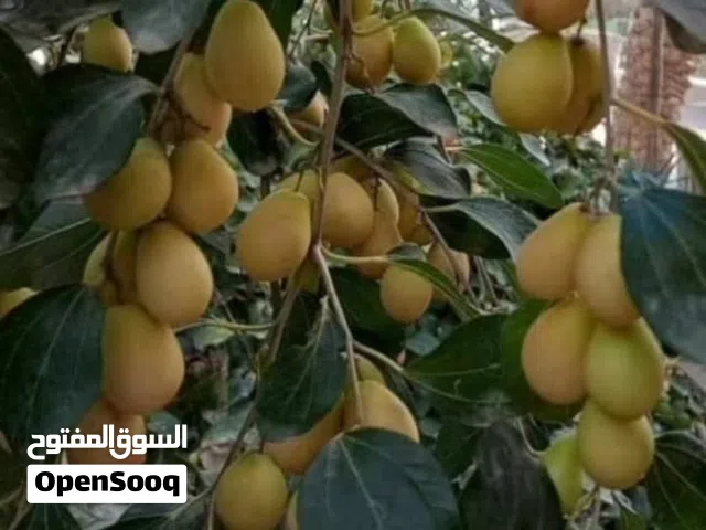 سدر الكمثري العراقي العرموطي