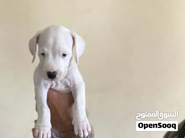 نوادر للبيع جراوي دوغو أرجنتينو