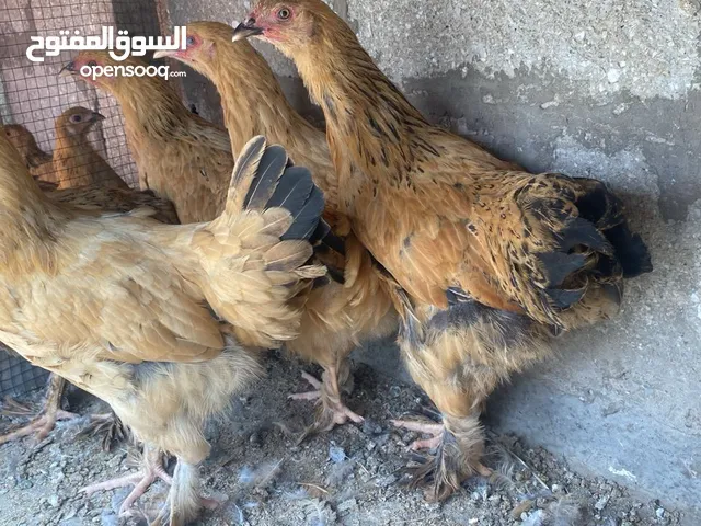 دجاج ديوك برمان كوشه فرنسيه
