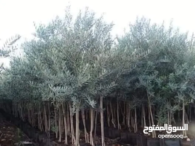 متوفر اشجار زيتون بلدي عمر 5 سنين وعمر 3 سنين وعمر 1 ونصف سنة