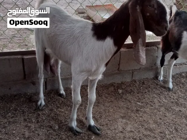 للبيع ليبه بيه حليب خير من الله صخله جابت كبل 8 ايام ومات ابنه وصخله كلش حلوا ول بطن اله هاذا مكان ا