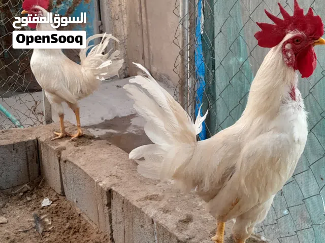 ديوجه درجه أول