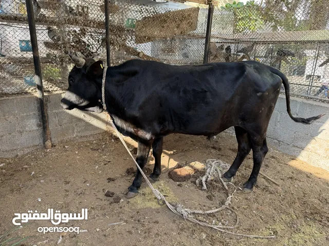 للبيع ثور فرنساوي حجم ومستوى طيب