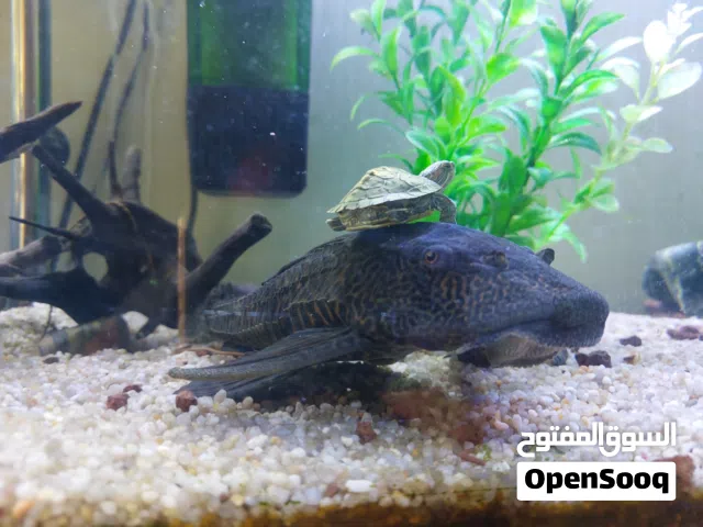 حوض و اسماك بملحقاته