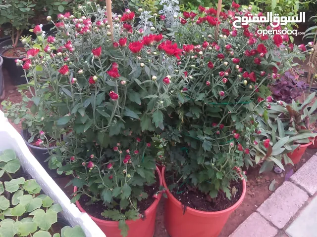 مشتل وتنسيق الحدائق
