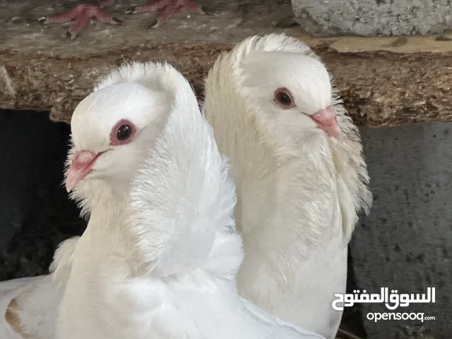 حمام ابو فوطه منتج جيد الزوج علا 350