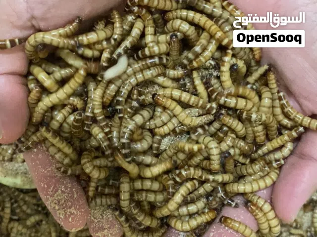 Alive mealworm