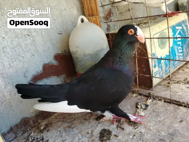 موجود حمام قريب ال30حبه