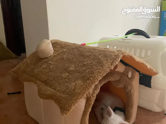 Cat For sale