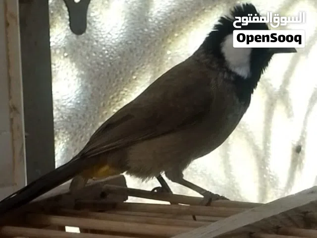 نثيه أليفه للبيع