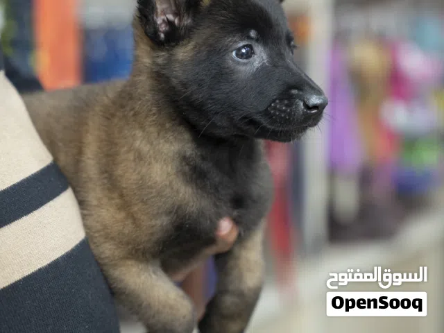 ذكور واناث بلجم مالينو المطعوم الأول وجرعه الدود مايكروشيب التسليم في عياده بيطريه
