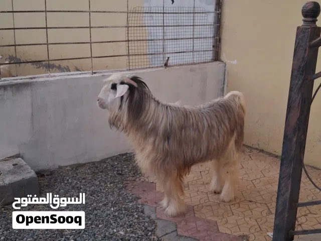 تيس من حلل الرحووب اصل و فصل