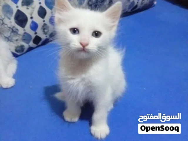 قطط انجورا التركي بيضاء نقية