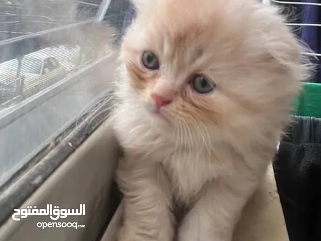 قطط عمرهم شهر ونص جاهزين لبيتهم الجديد