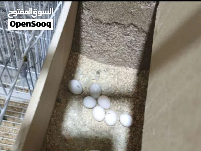 مطلوب مطلوب