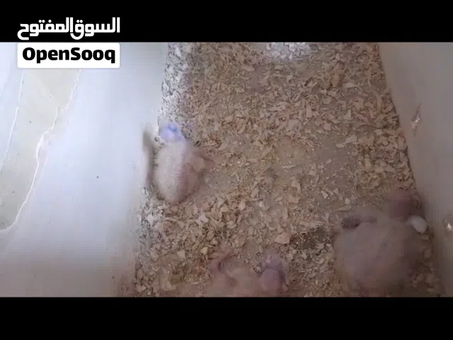 زوج كروان مع فروخ