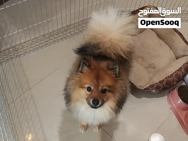 بوميرينيان للبيع