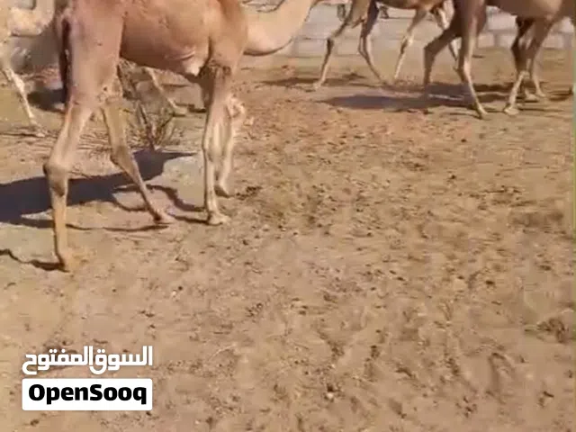 وجعدان محليه جعد نجدي بيور حجم كبير