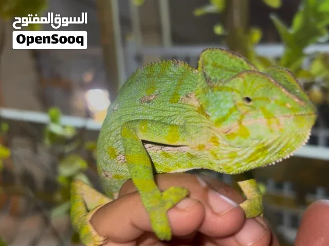 حرباء عربية للبيع لطيفة جدا