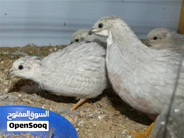 سمان صيني button quail