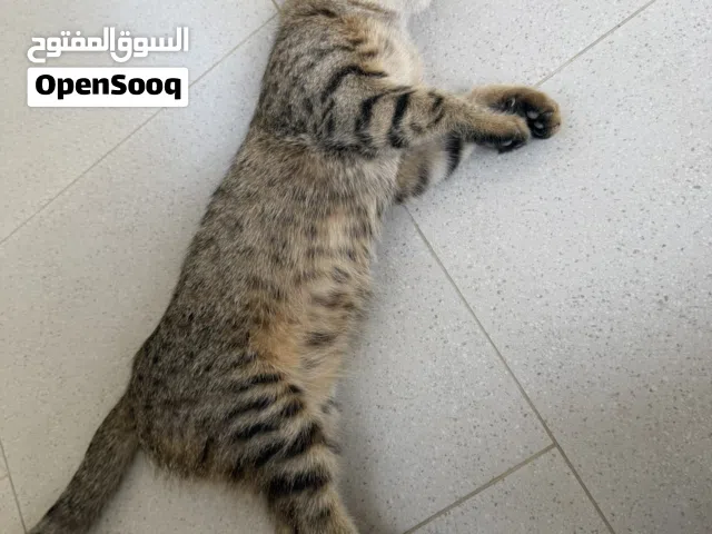 للبيع قطوه سكوتش فولد شورت هير انثى (مدربه)  الصامل مراح أقصر ويا