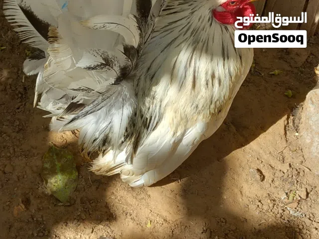 زوز فرريج  فروج كيني فروج مهجن علي كيني