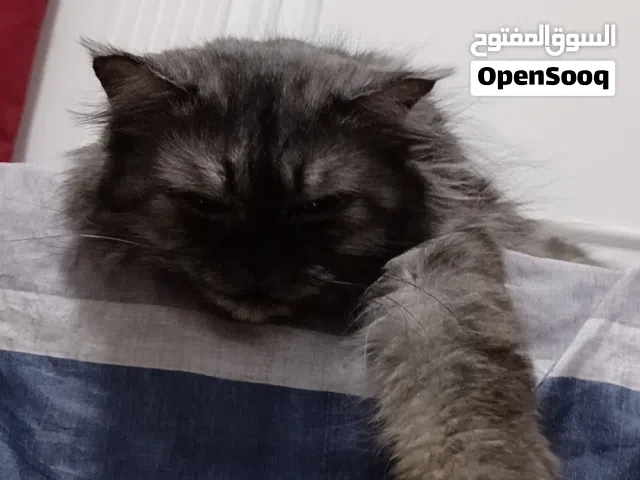 MIXED Persian Female Cat  2 Years Old  Vaccinated  Friendly & Healthy