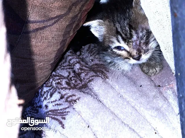 قطه للتبني