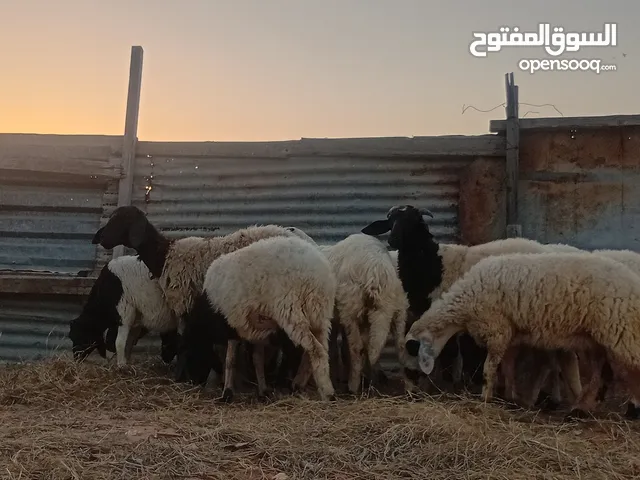 سعي بيوضيي