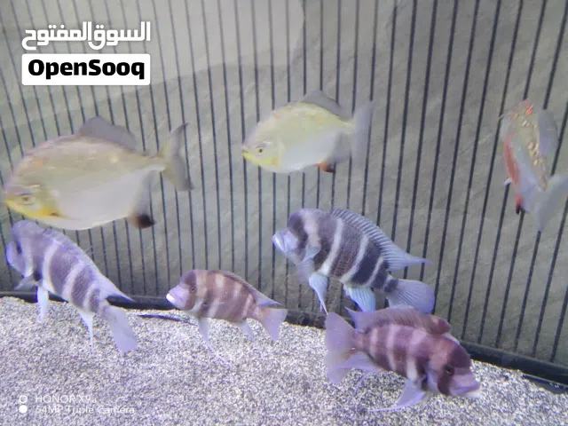 أسماك أمريكي أحجام كبيره