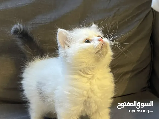 قطط 2 راغ دول 2 شيرازي عمر شهرين اناث للبيع مستعجل