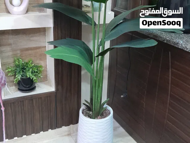 شجرة موز حجم كبير متر و60 اوراق كبيرة مع قوار حجر