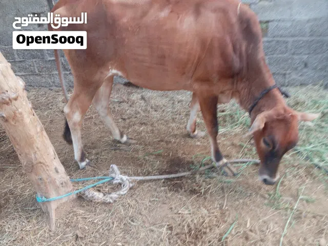 بقره محليه عمانيه