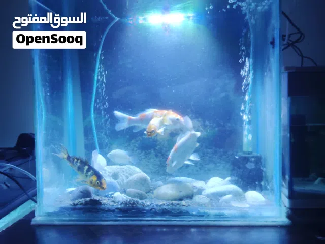 aquarium with fish